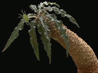 Dorstenia crispa v. lancifolia